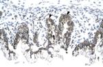 Prohibitin Antibody in Immunohistochemistry (Paraffin) (IHC (P))