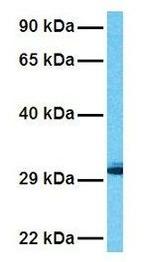 Prohibitin Antibody in Western Blot (WB)