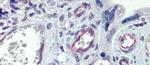 Claudin 23 Antibody in Immunohistochemistry (Paraffin) (IHC (P))
