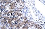 NFYA Antibody in Immunohistochemistry (Paraffin) (IHC (P))