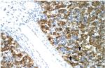 NFYA Antibody in Immunohistochemistry (Paraffin) (IHC (P))