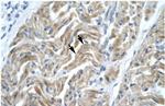 NFYA Antibody in Immunohistochemistry (Paraffin) (IHC (P))