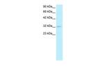 PIT1 Antibody in Western Blot (WB)