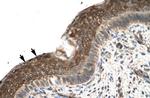 ZFP1 Antibody in Immunohistochemistry (Paraffin) (IHC (P))