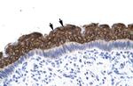 AEBP1 Antibody in Immunohistochemistry (Paraffin) (IHC (P))