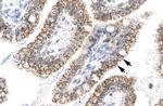 AEBP1 Antibody in Immunohistochemistry (Paraffin) (IHC (P))