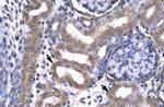KIN Antibody in Immunohistochemistry (Paraffin) (IHC (P))