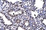 BARHL2 Antibody in Immunohistochemistry (Paraffin) (IHC (P))