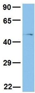 PAX4 Antibody in Western Blot (WB)