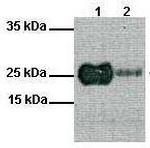 MYF5 Antibody in Western Blot (WB)