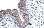FOXE3 Antibody in Immunohistochemistry (Paraffin) (IHC (P))
