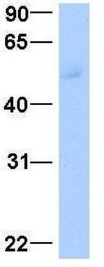 LEF1 Antibody in Western Blot (WB)