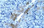 GATA3 Antibody in Immunohistochemistry (Paraffin) (IHC (P))
