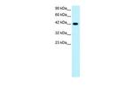 GATA3 Antibody in Western Blot (WB)