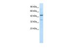 GATA3 Antibody in Western Blot (WB)