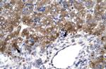 MOX1 Antibody in Immunohistochemistry (Paraffin) (IHC (P))