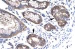 MOX1 Antibody in Immunohistochemistry (Paraffin) (IHC (P))