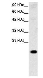 CITED1 Antibody in Western Blot (WB)