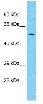 PAX7 Antibody in Western Blot (WB)