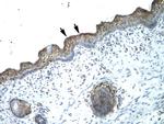 B-Myb Antibody in Immunohistochemistry (Paraffin) (IHC (P))
