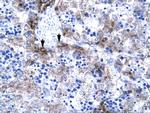 PC4 Antibody in Immunohistochemistry (Paraffin) (IHC (P))