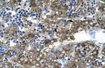 GATA2 Antibody in Immunohistochemistry (Paraffin) (IHC (P))