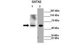 GATA2 Antibody in Western Blot (WB)