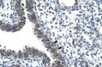 CCRN4L Antibody in Immunohistochemistry (Paraffin) (IHC (P))