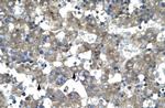 KLF15 Antibody in Immunohistochemistry (Paraffin) (IHC (P))