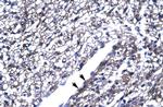 ThPOK Antibody in Immunohistochemistry (Paraffin) (IHC (P))