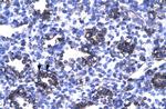 ThPOK Antibody in Immunohistochemistry (Paraffin) (IHC (P))
