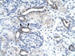 EVX1 Antibody in Immunohistochemistry (Paraffin) (IHC (P))