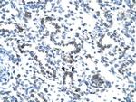 EVX1 Antibody in Immunohistochemistry (Paraffin) (IHC (P))