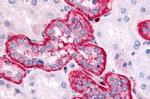HTR2C Antibody in Immunohistochemistry (Paraffin) (IHC (P))