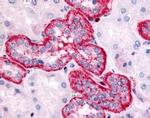 HTR2C Antibody in Immunohistochemistry (IHC)