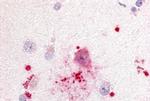 GPR88 Antibody in Immunohistochemistry (Paraffin) (IHC (P))