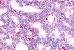 GPR88 Antibody in Immunohistochemistry (Paraffin) (IHC (P))