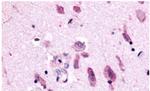 NEK7 Antibody in Immunohistochemistry (Paraffin) (IHC (P))