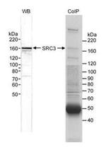 SRC3 Antibody in Western Blot (WB)