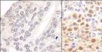 CSN2 Antibody in Immunohistochemistry (Paraffin) (IHC (P))