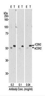 CSN2 Antibody in Western Blot (WB)