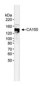 CA150 Antibody in Western Blot (WB)