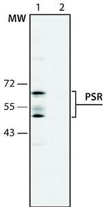 JMJD6 Antibody in Western Blot (WB)