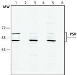 JMJD6 Antibody in Western Blot (WB)