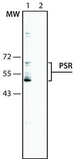 JMJD6 Antibody in Western Blot (WB)