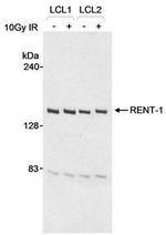 RENT1 Antibody in Western Blot (WB)