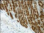 Destrin Antibody in Immunohistochemistry (Paraffin) (IHC (P))