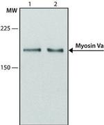 MYO5A Antibody in Western Blot (WB)