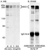 MDC1 Antibody in Western Blot (WB)