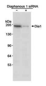 DIAPH1 Antibody in Western Blot (WB)